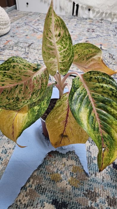 Plante Aglaonema superbe