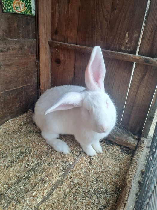 Iepuri taycun francez