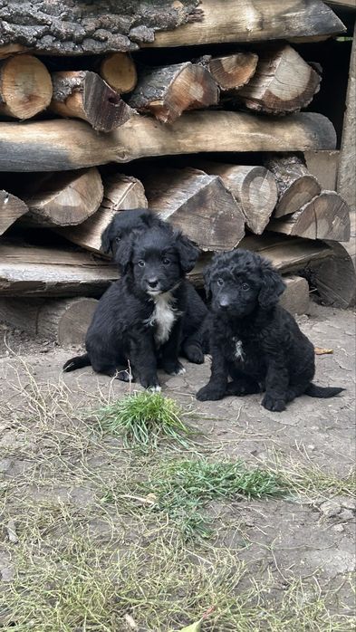 Căutăm stăpâni iubitori