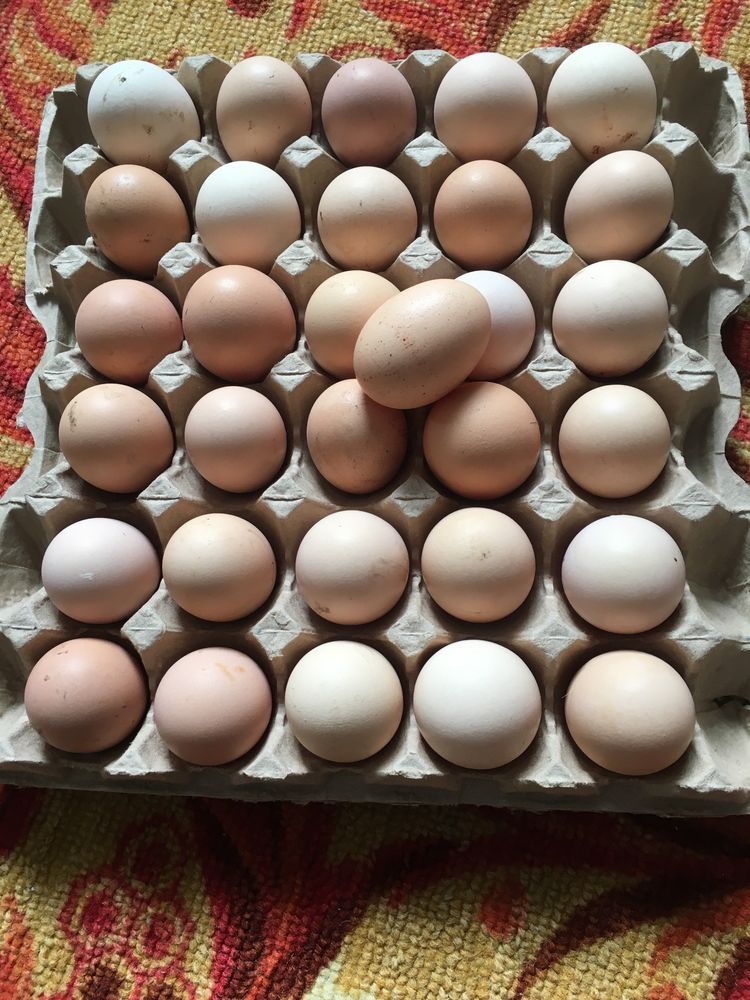 инкубационные яйцо от домашних кур