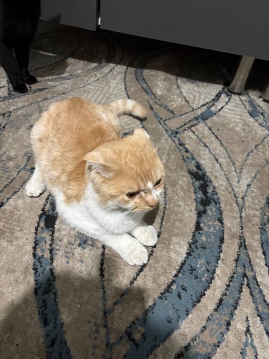 Отдам даром Ishonchli qollarga