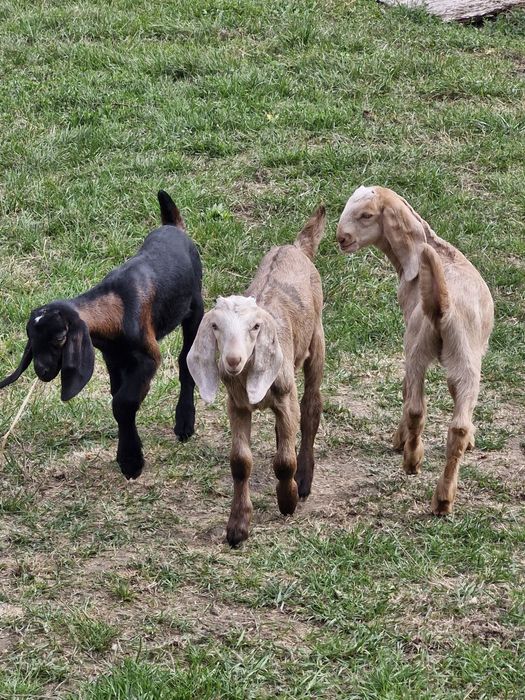 Anglo nubieni 3 baieti,,iezi,, din parinti cu pedigree.