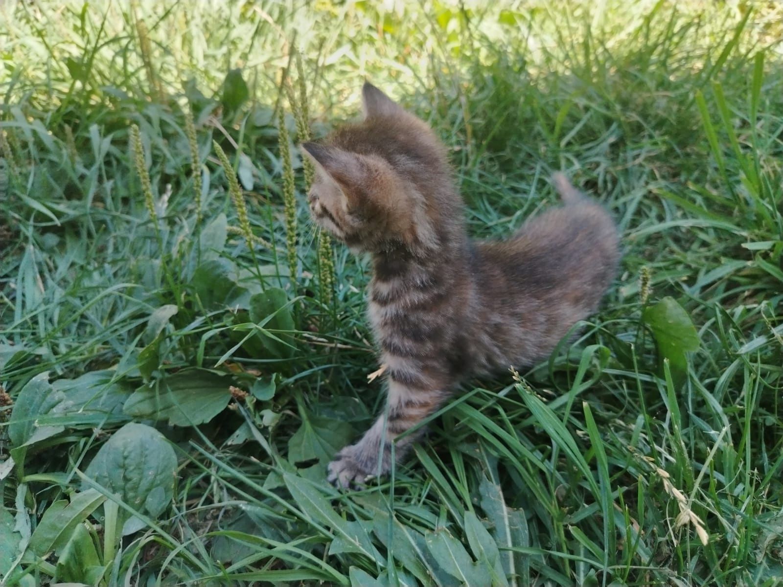 Котенок серый (девочка)