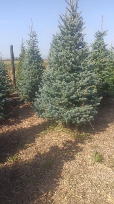 Brazi la balot sau ghiveci