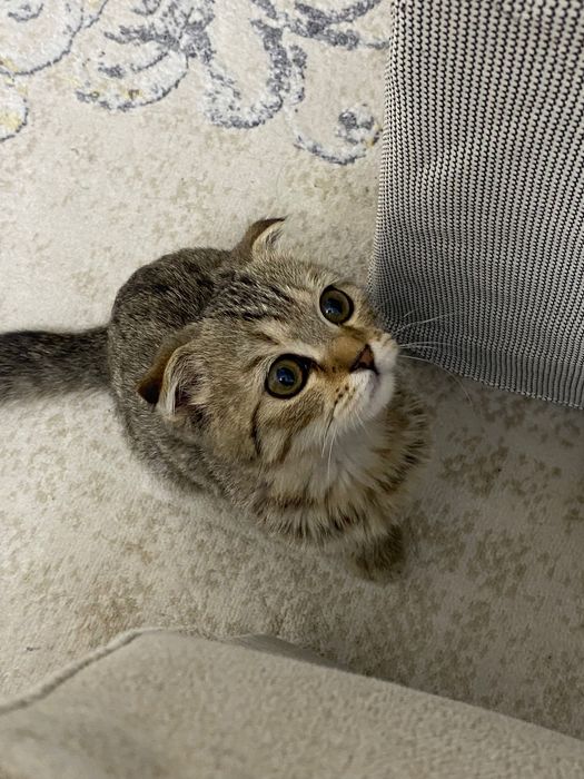 Котёнок вислоухий