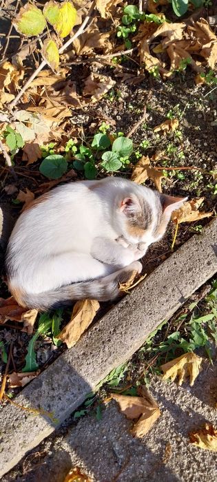 Cei mai frumosi pisicuți de trei luni, adopție