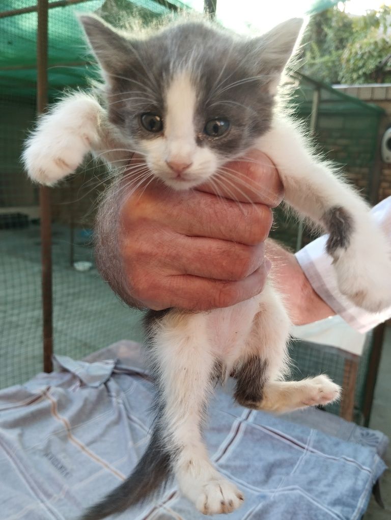 Пристраиваются котята в добрые руки, очень нужна ваша помощь