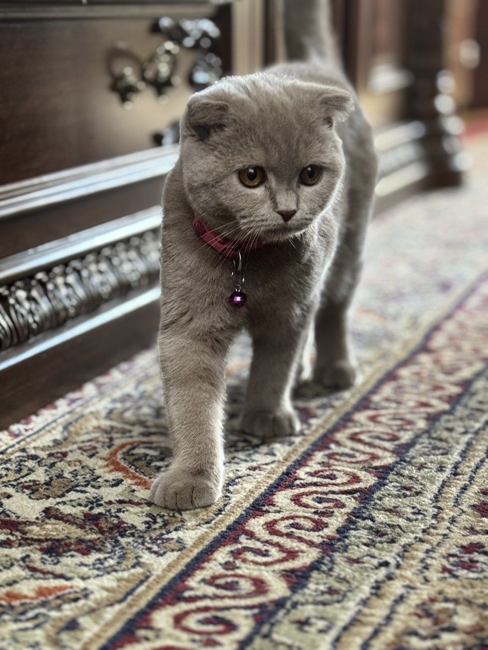 Продаю кошку Скотиш фолд