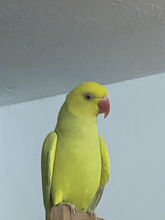 Papagal Micul Alexandru