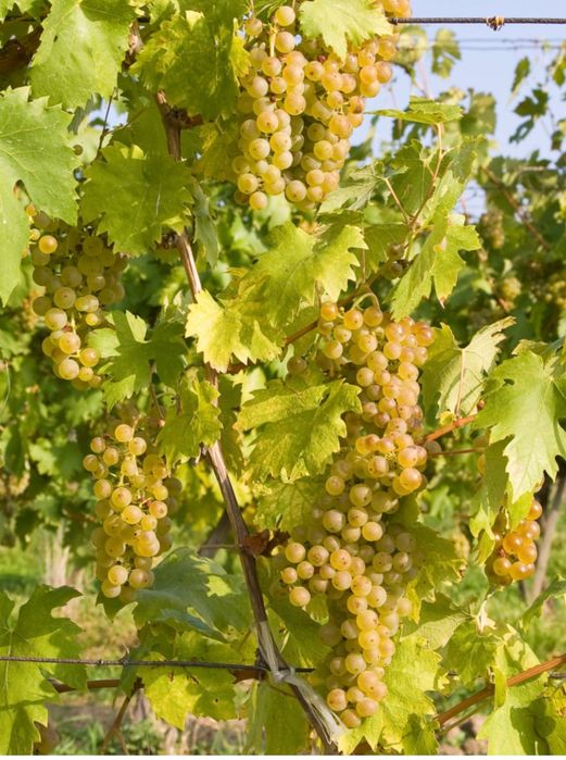 Vand vie Riesling 34 de randuri