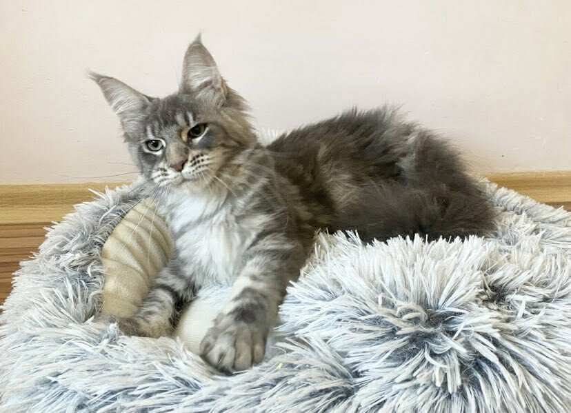 Мейн куун котенца