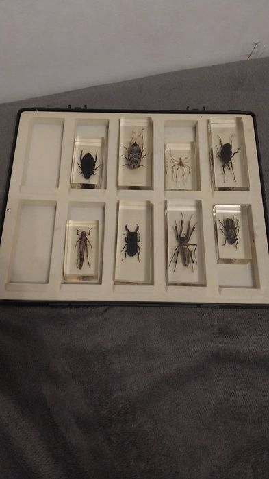 Насекомые в стекле