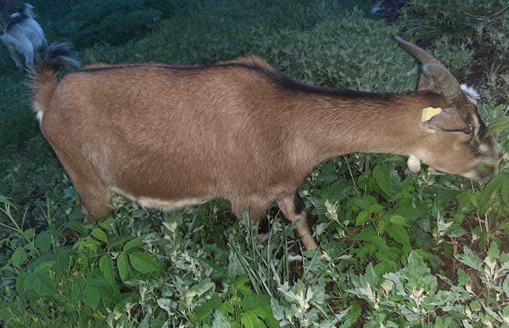 Коза молочной породы.