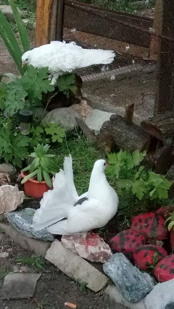 Гълъби декорация