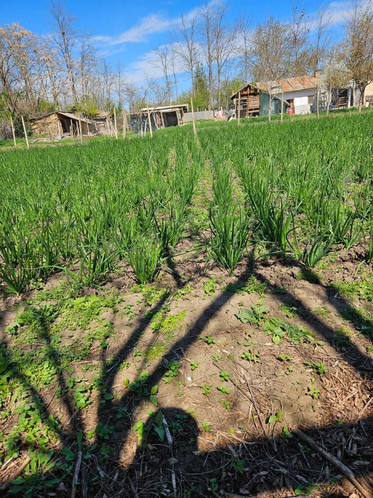 •Vând ceapă verde•