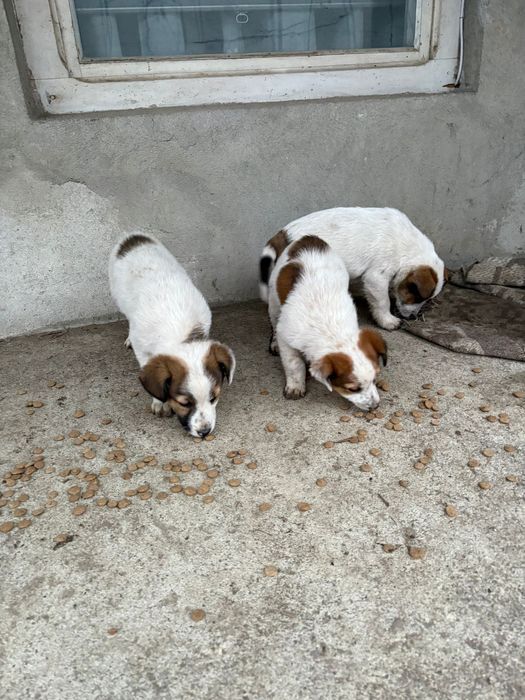 Ofertă adopție – 4 căței, 2 luni, GRATUIT