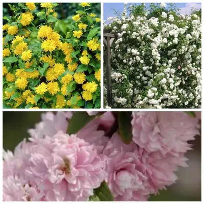 Butas / Răsad pt plantat de Trandafir Domnesc sau Kerria Japonica