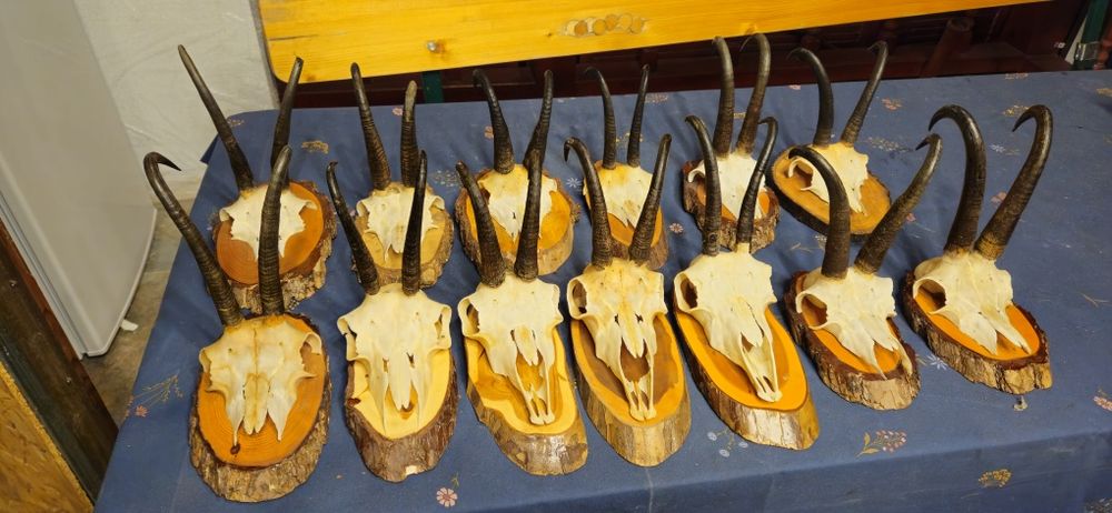 Vand trofee si coarne cerb carpatin+lopatar,caprior.Vezi 8 poze