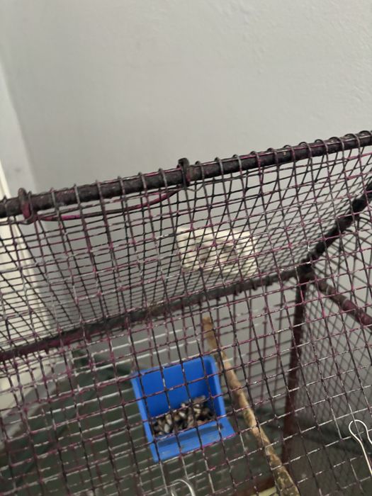 Papagal Micul Alexandru