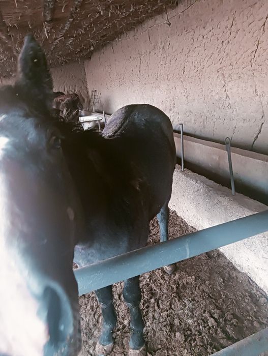 1 жарым жасар тайлар бар  2500 сойып беремыз