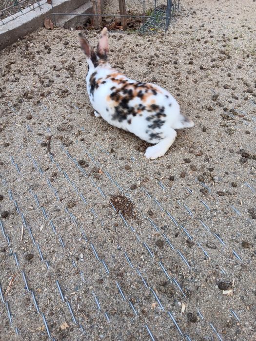 Iepuri Rex tricolor