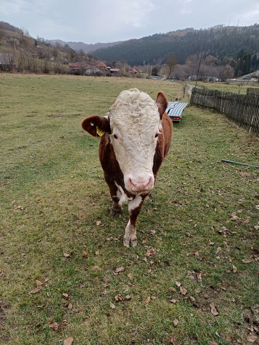 Taur bălțată românească cu certificat de origine