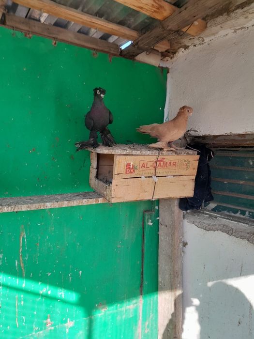 Игровые голуби Каратау.