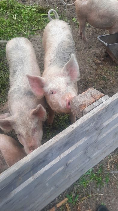 Продам поросят порода сальная белая