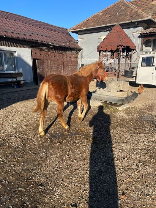 Vând mânz de 9 luni