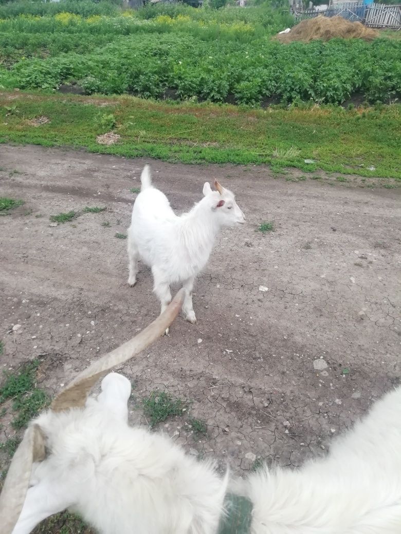 Продам козу и козочку не дорого