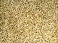 Grau 2025 - 13 lei/dublu sau 0.80lei/kg