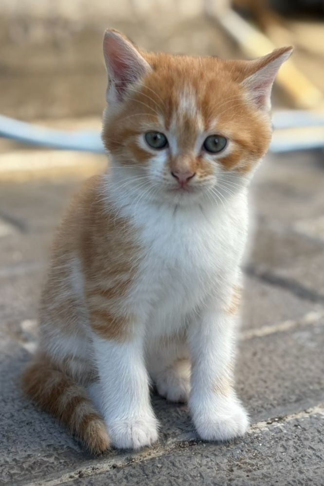 Котенца си търсят дом