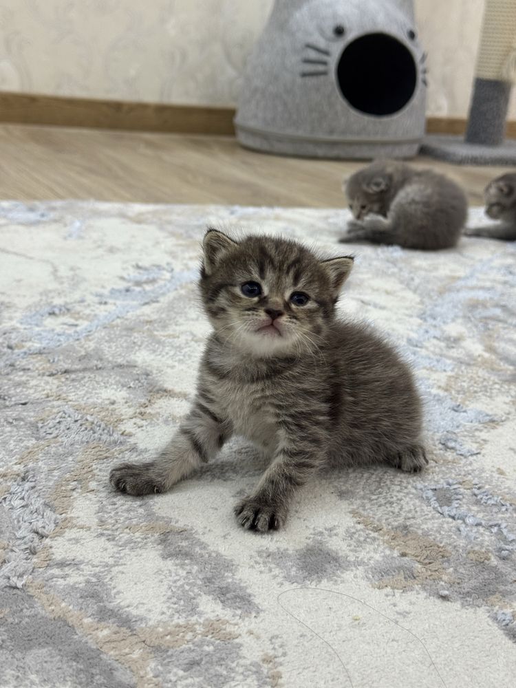 котята (30 дней) страйт/фолд