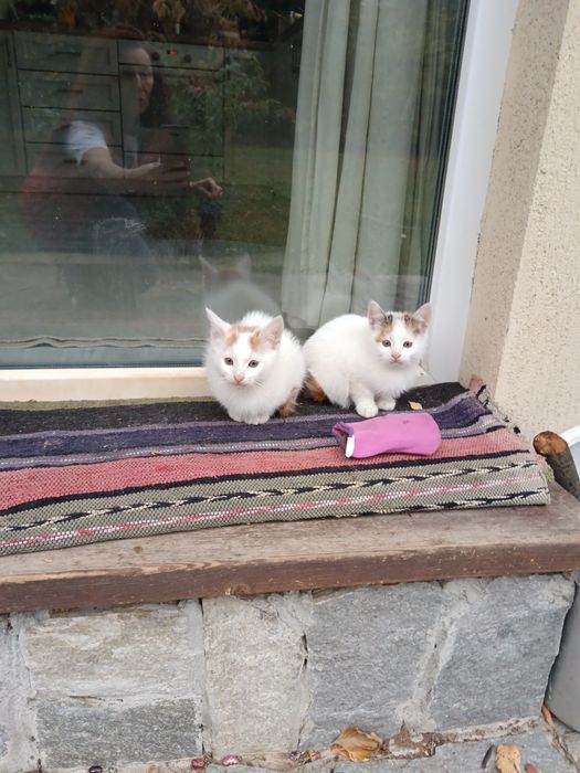 Котенца малки подарявам две женски и едно мъжко.