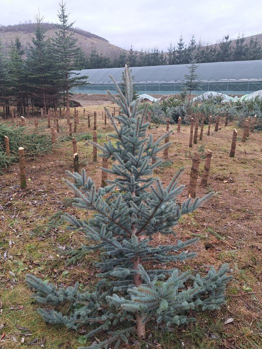 Pomi de crăciun naturali