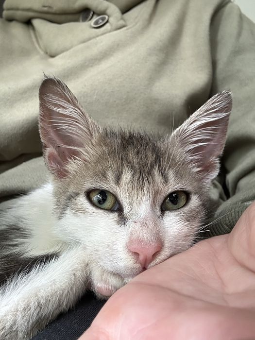 Търси се дом за мъничко котенце (около 2 месеца)