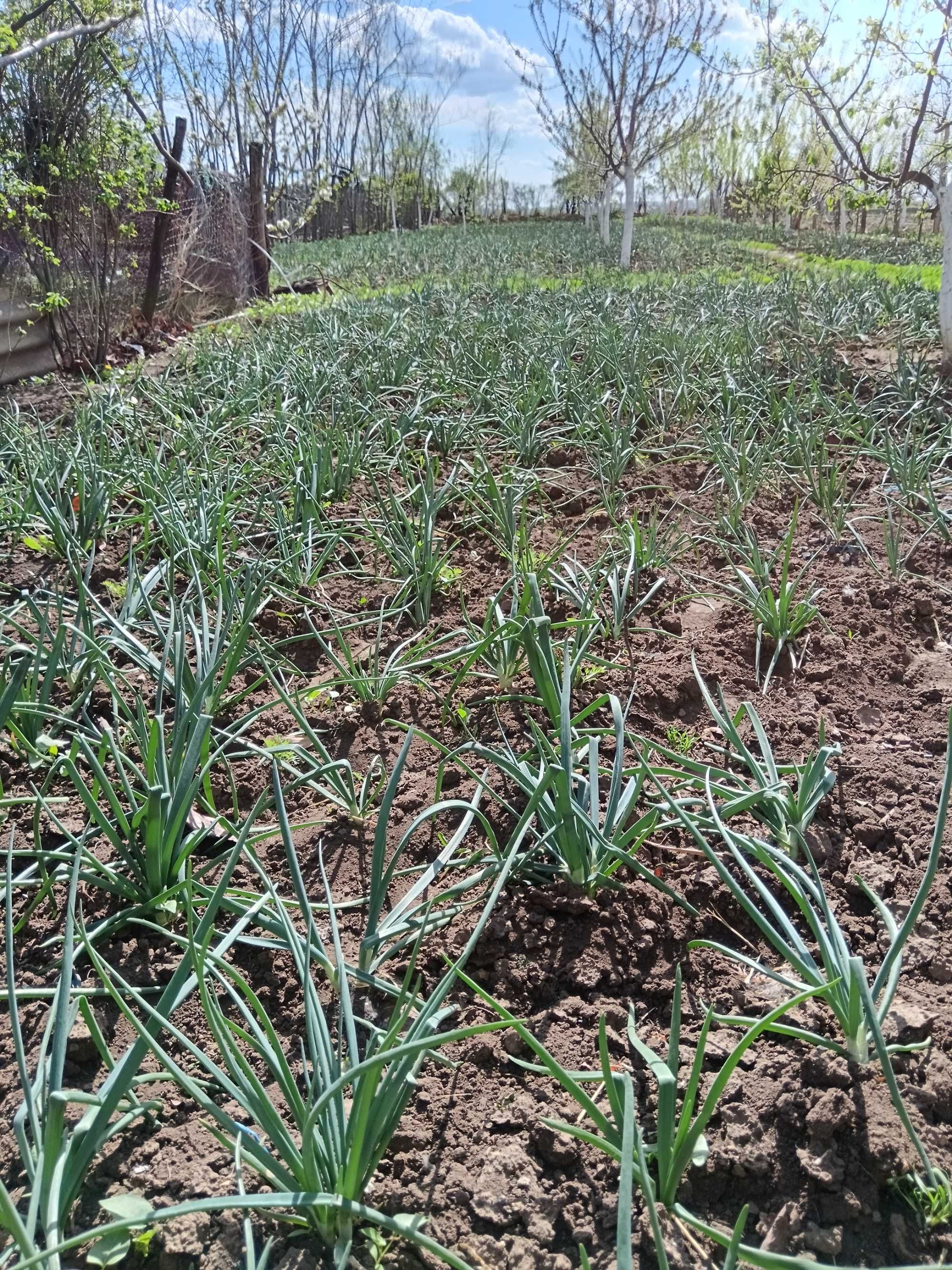 Ceapă verde de vânzare