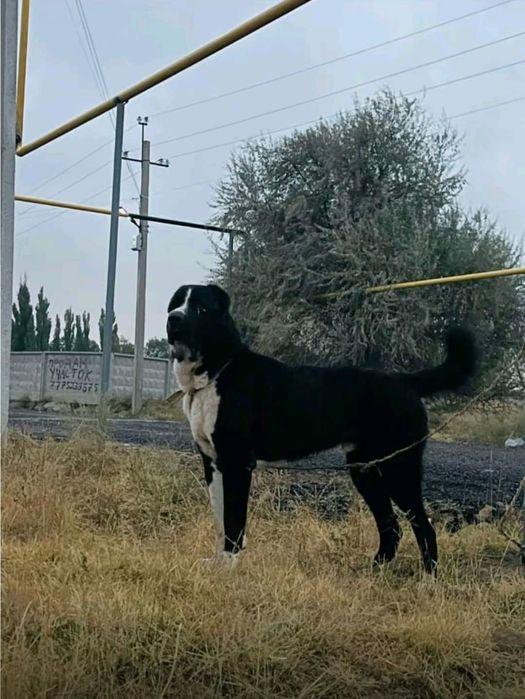 Вязка Алабай кабель