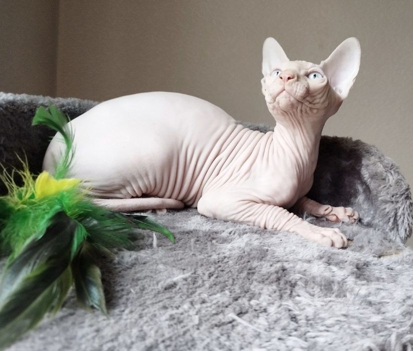 Котёнок канадского сфинкса