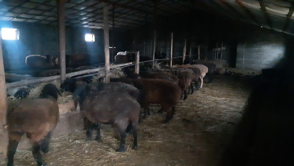 Қой, тоқта, бағландар сатылады