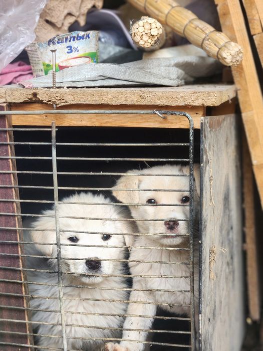 alabay kuchuk sotiladi