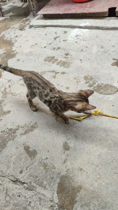Бенгальские котята