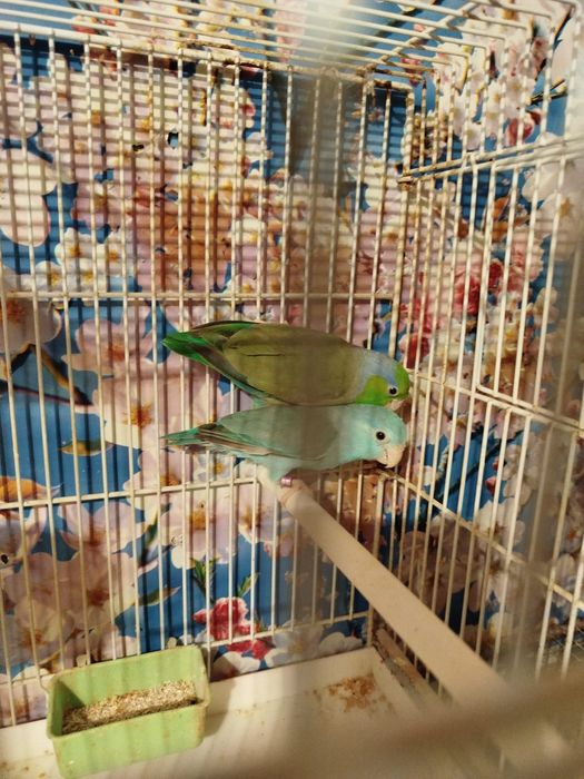 Vand o pereche papagali forpus