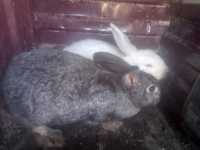Продам кролики один кролик 10.000 тенге