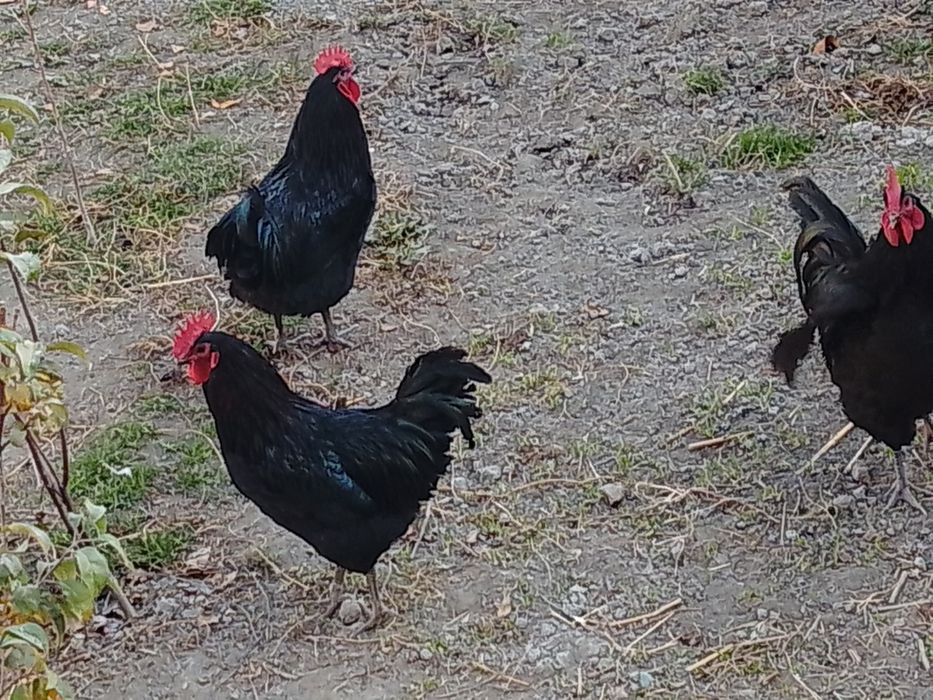 Zoti toza avstralop xo'rozlari sotiladi