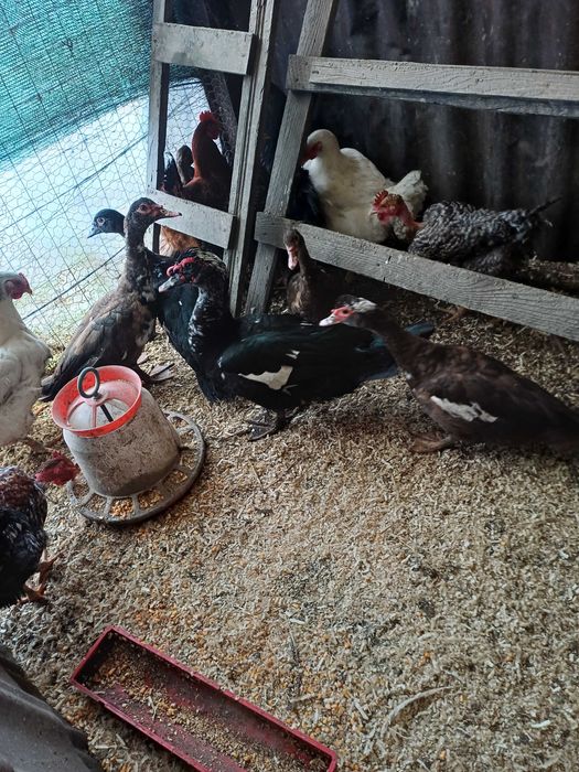 De vanzare rațe leșești