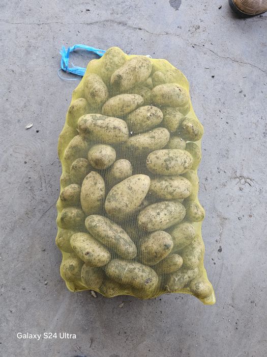 Cartofi albi de covasna 1.1