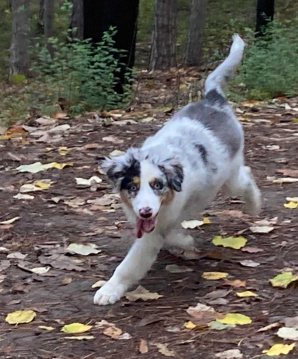 кученце,австралийска овчарка,мъжкар,на 4 месеца, ваксини,паспорт и чип