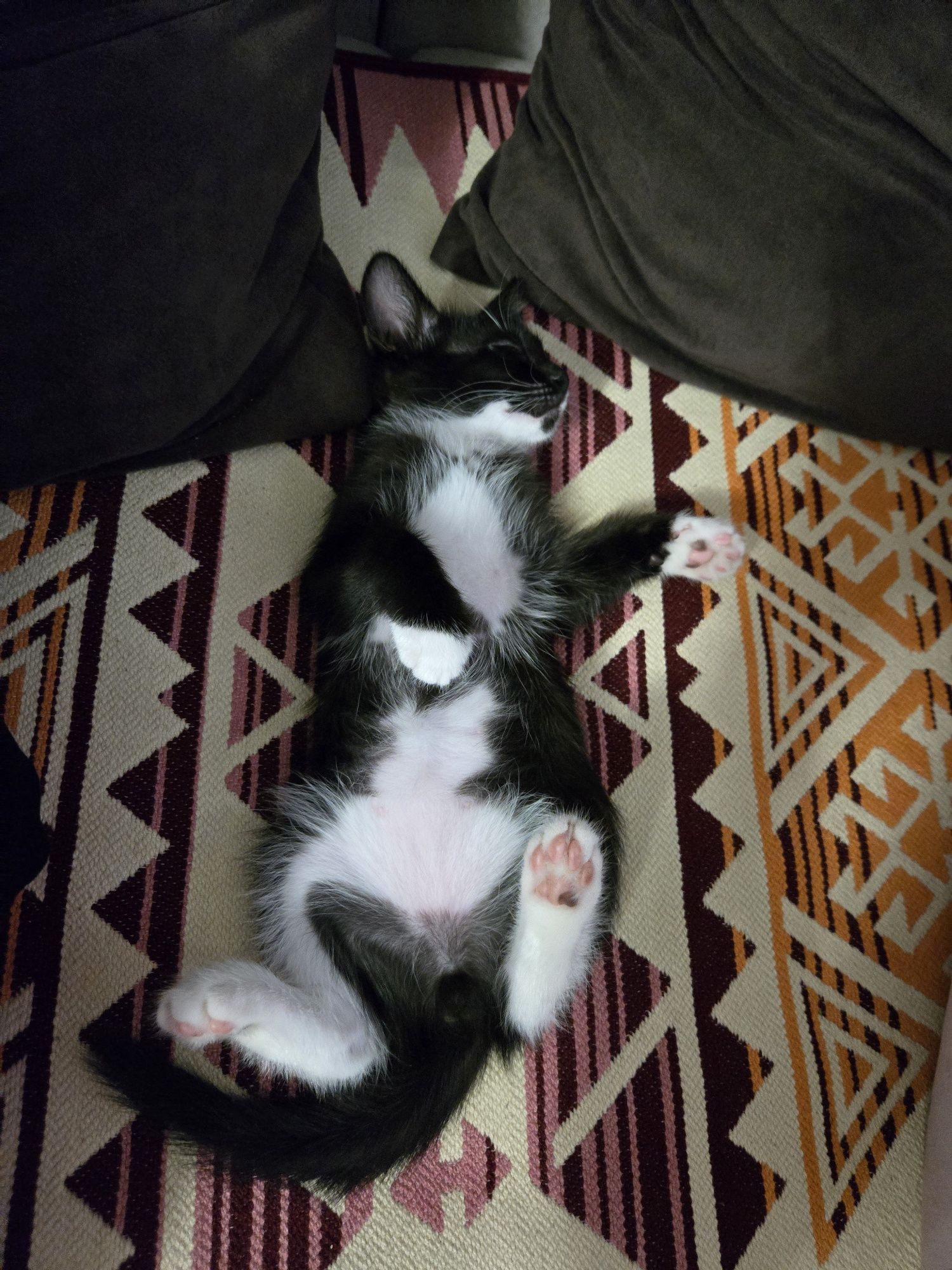Отдам домашнего котика в добрые руки