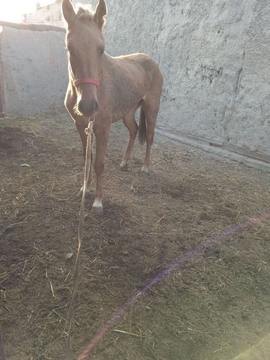 Ot sotiladi urg’ochi bir qorin tuqqan